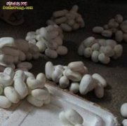 广东湛江哪里收购蛇蛋？多少钱一枚？