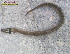 广东青年办公室内被眼镜蛇咬伤 无血清...