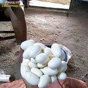 2016年水律蛇蛋价格如何 水律蛇蛋...