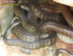怎么养水律蛇？