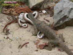 重庆“怪物”小区乱窜吓人 原来是巨蜥