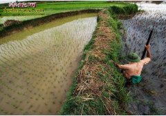 高邮农民稻田治虫被毒蛇咬不当回事 花...