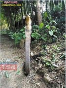 南宁狮山公园发现眼镜王蛇 市民担心被...