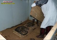 【室内养蛇图片】室内养蛇图片大全