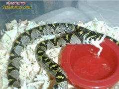 【玉斑锦蛇饲养】玉斑锦蛇养殖注意事项