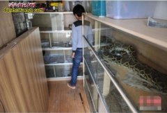 【家庭养蛇】家庭怎么去养蛇？