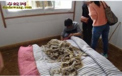 【养蛇的地方】哪个地方养蛇最多技术最...