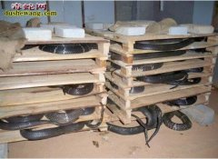 2016年养蛇赚钱吗？人工养蛇市场空...