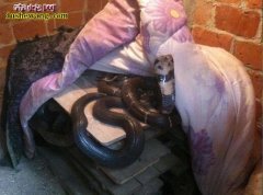 养蛇方法：给蛇盖被子 盖出致富路