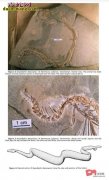 【真足蛇发现的重要意义】