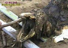 揭秘：2000年黑山子坠龙事件
