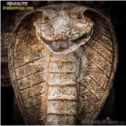 【蛇腾图片】蛇腾图片大全