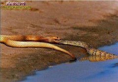 实拍：眼镜蛇vs鼓腹毒蛇 整条活吞下...