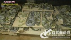 四川宜宾：男子养蛇利润达到近百万 养...