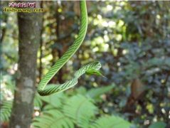 【藤蛇的物种分布】藤蛇主要生活在什么...