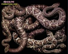 【有关蛇的图片】有关蛇的图片大全
