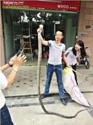 浙江小伙养眼镜王蛇当宠物 失手被咬险...
