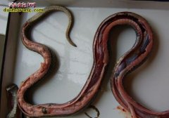 【养蛇常见毒病防治】