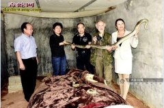 广西养蛇场：养蛇人冯德进与灵山蛇的故...
