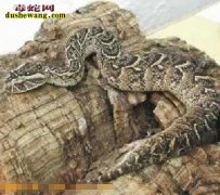 【扁头腹蛇】资料品种简介