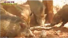 巨蟒吞食小野猪 遭野猪家人围攻成碎片...