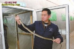 广东80后郑甫兵养蛇圆致富梦 年收入...