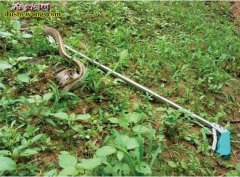 人工养蛇种蛇获得、检疫、运输知识