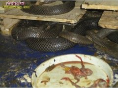 经济蛇类的人工养殖方式