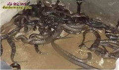 湖南养蛇场：男子放弃百万年薪养蛇 每...