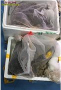 南京交警查车 发现大客车里藏百余条毒...