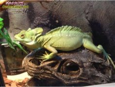 【蜥蜴养殖】怎么饲养蜥蜴