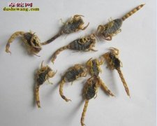 【全蝎的功效与作用】