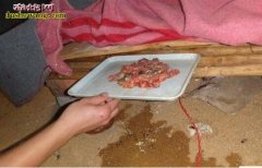 经济蛇类各阶段日常饲养管理