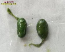 【蛇胆的功效与作用】
