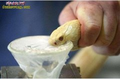 蛇毒诈骗案：三人设圈套诈骗贪财路人