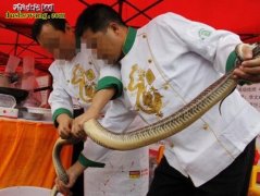 养蛇场蛇产品采收与加工