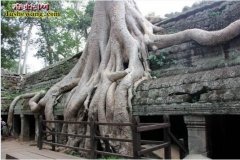 【蛇树图片】蛇树图片大全