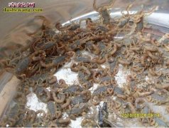 【蝎子养殖】如何提高蝎子养殖成活率