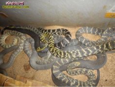 蛇吃蛇怎么办 养蛇场蛇吃蛇的原因及对...