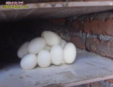 “温室蛇蛋”蛇蛋越早越好吗？揭秘养蛇...