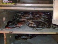 【养蛇的成本与利润】