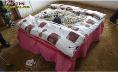 新手养蛇养什么蛇好？