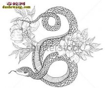 【赤练蛇简笔画】