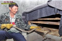 符家所:与蛇共“步”致富路 符家所养...
