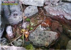【水赤练蛇图片】水赤练蛇图片大全