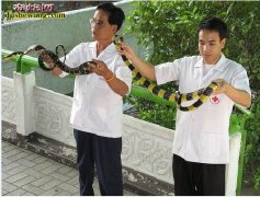 【金环蛇和黄环林蛇区别图片】
