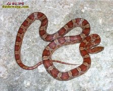 【玉米蛇原色图片】原色玉米蛇图片大全