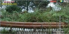 探秘时刻：湘西会“行走”的宋代青花碗...