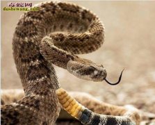 【响尾蛇图片】响尾蛇图片大全