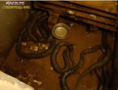北方能养蛇吗？北方可以饲养南方蛇种吗...